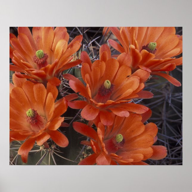 Póster NA, EE. UU., Arizona, San Xavier. Cactus Copa de C (Frente)