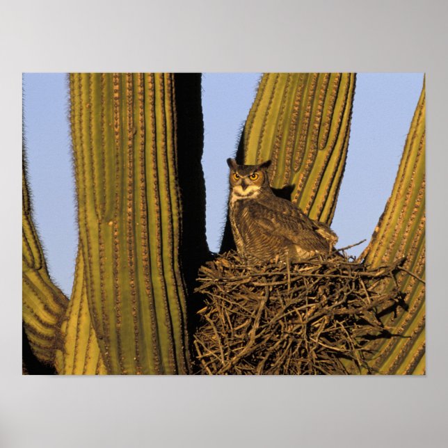 Póster NA, EE. UU., Arizona, Tucson. Búho cornudo (Frente)