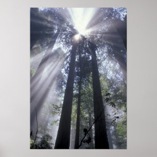 Póster NA, EE. UU., California. Costa Del Norte State