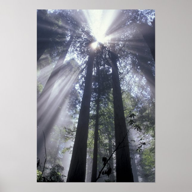 Póster NA, EE. UU., California. Costa Del Norte State (Frente)