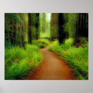 Póster NA, EE. UU., California, Jedediah Smith Redwoods