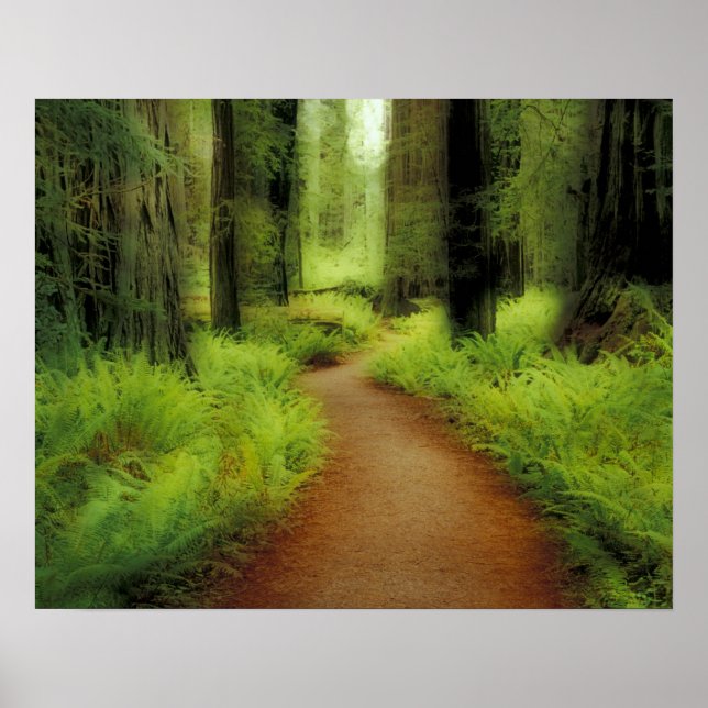 Póster NA, EE.UU., California, Jedediah Smith Redwoods (Frente)