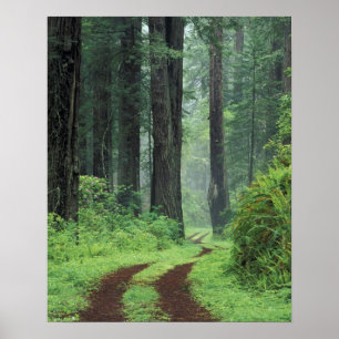 Póster NA, EE. UU., California. Parque Estatal Costa Del