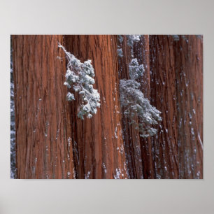 Póster NA, EE. UU., California. Parque Nacional Sequoia.