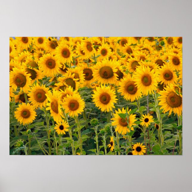 Póster Na, EE. UU., Colorado, Girasoles (Frente)