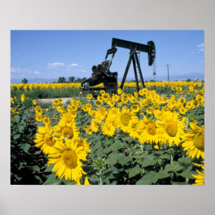 Póster Na, EE. UU., Colorado, Girasoles, Torre de petróle