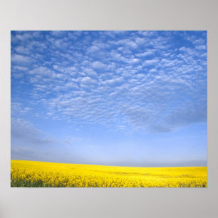 Póster Na, EE. UU., ID, Grangeville, Campo de cultivo de 