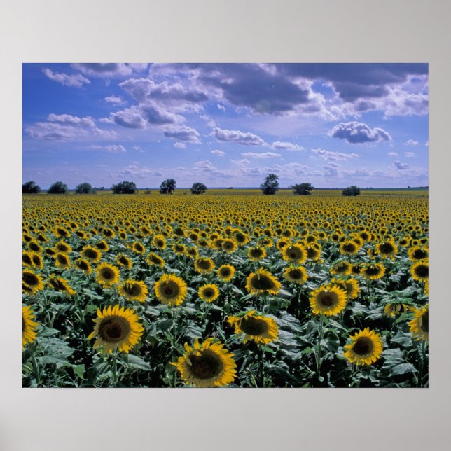 Póster NA, EE. UU., Kansas, cultivo de girasol (Frente)