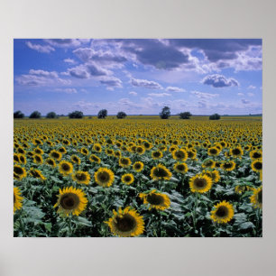 Póster NA, EE.UU., Kansas, cultivos de girasol