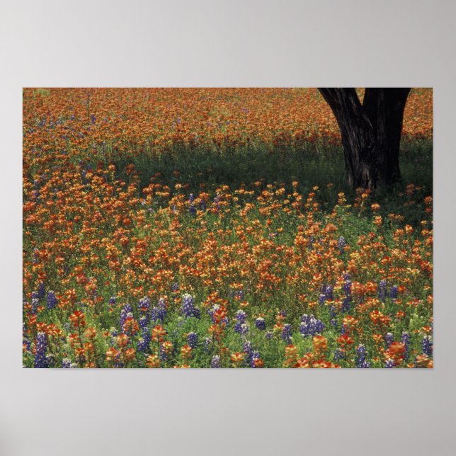 Póster NA, EE.UU., Texas, Hill Country, Paint cepillo y (Frente)