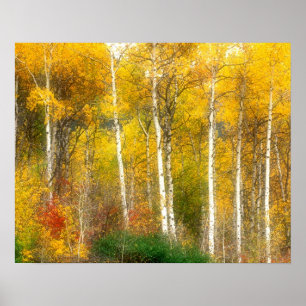 Póster NA, EE. UU., Washington, Árboles de Aspen otoñales