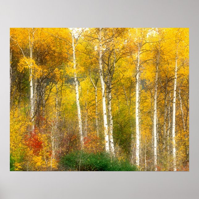 Póster NA, EE.UU., Washington, Fall Aspen Trebes a lo lar (Frente)