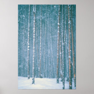 Póster NA, EE. UU., WY. Escena invernal nevada entre
