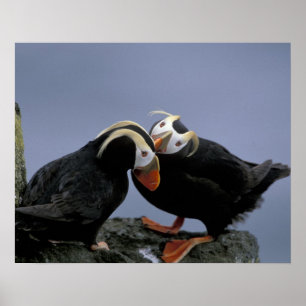 Póster NA, EEUU, Alaska, Bering Sea, Pribilofs. Tufado