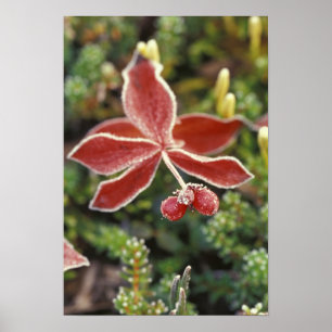 Póster NA, EEUU, Alaska. Parque nacional Denali, maravill