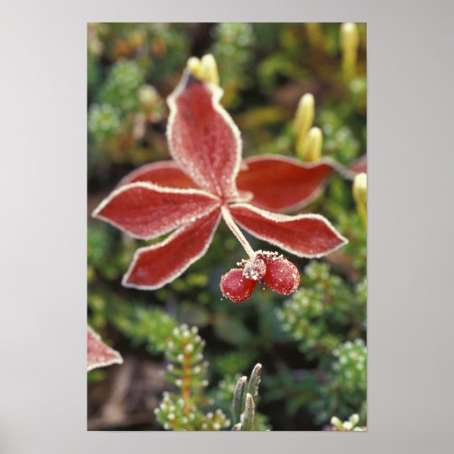 Póster NA, EEUU, Alaska. Parque nacional Denali, maravill (Frente)