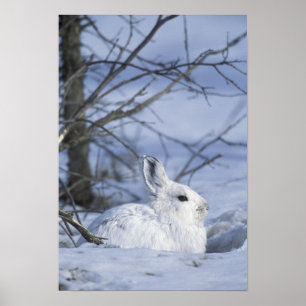 Póster NA, EEUU, Alaska. Vida silvestre nacional en el Ár