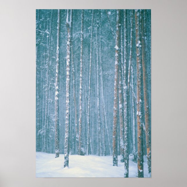 Póster NA, EEUU, ¿POR QUÉ? Escena de invierno nevada entr (Frente)