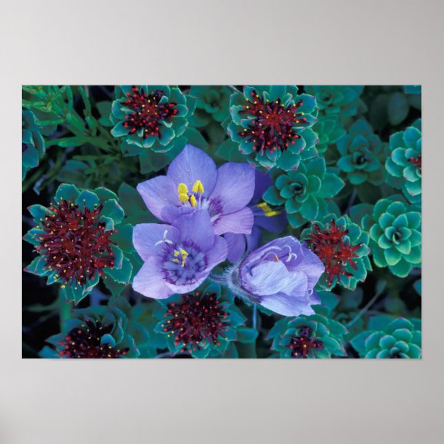 Póster NA, Estados Unidos, Alaska, Islas Aleutianas, Flor (Frente)