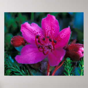 Póster NA, Estados Unidos, Alaska, Islas Aleutianas, Flor