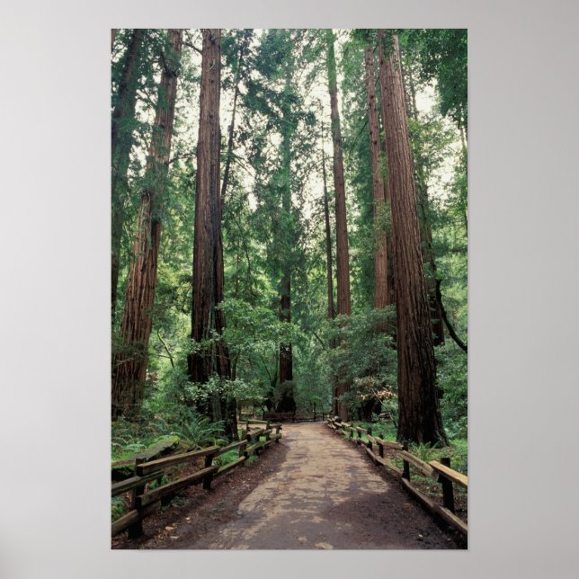 Póster NA, Estados Unidos, California, Condado de Marin,  (Frente)