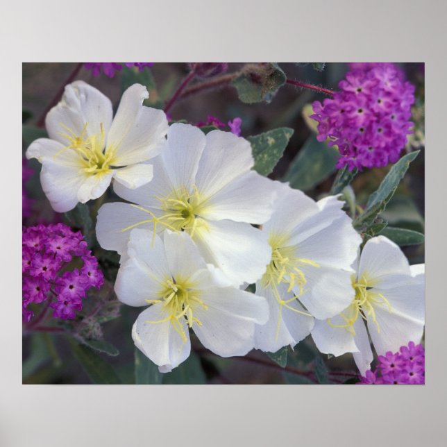 Póster NA, Estados Unidos, California, Estado del Desiert (Frente)