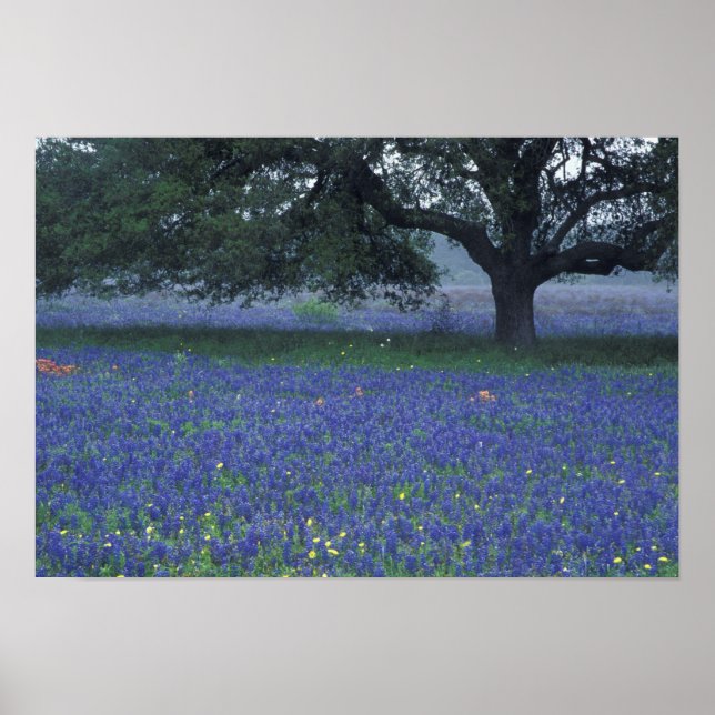 Póster NA, Texas, Devine, Roble y bonetes azules (Frente)
