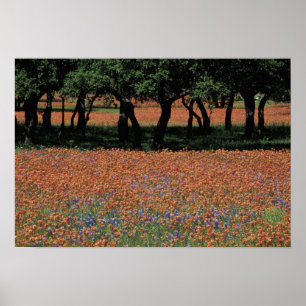 Póster NA, Texas, Texas Hill Country, presa Buchan,