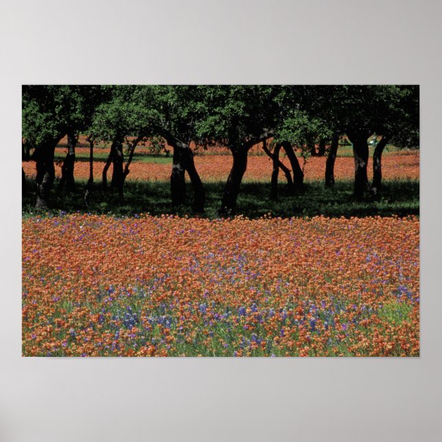 Póster NA, Texas, Texas Hill Country, presa Buchan, (Frente)