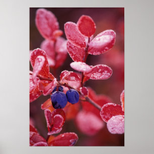 Póster NA, USA, Alaska, Denali NP, Blue berries en