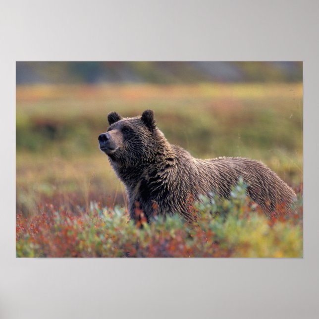 Póster NA, USA, Alaska, Denali NP, oso Grizzly (Frente)