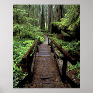 Póster NA, USA, California, Jedidiah Smith Redwoods