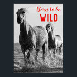 Póster Nacido para ser salvaje caballos de carreras blanc<br><div class="desc">Arte de Cabeza de Caballo - Cara de caballo - Fotografía de arte animal moderno</div>