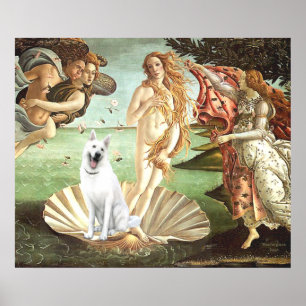Póster Nacimiento de Venus-Pastor Alemán Blanco