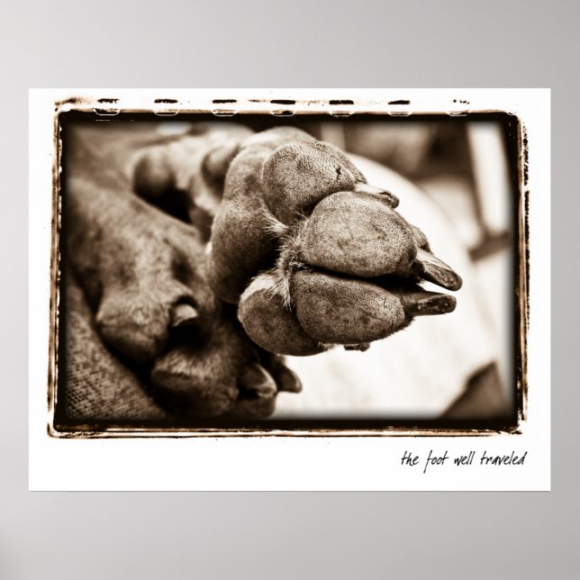 Póster Nación de Weimaraner: "El Pie Bien Viajado" (Frente)