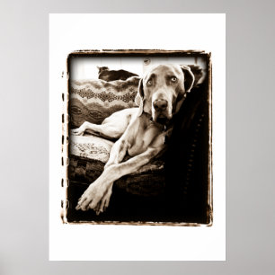 Póster Nación de Weimaraner: La "silla de Ballou "