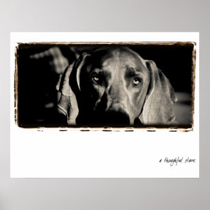 Póster Nación de Weimaraner: "Una mirada fija pensativa "
