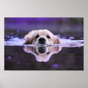 Póster Nadando con el Golden Retriever