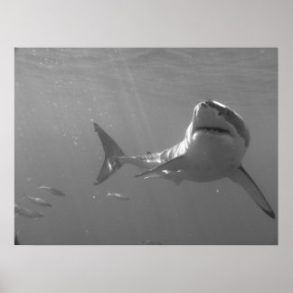 Póster Nadando con tiburones