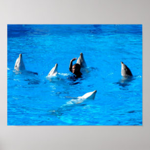Póster Nadar con cinco delfines en España