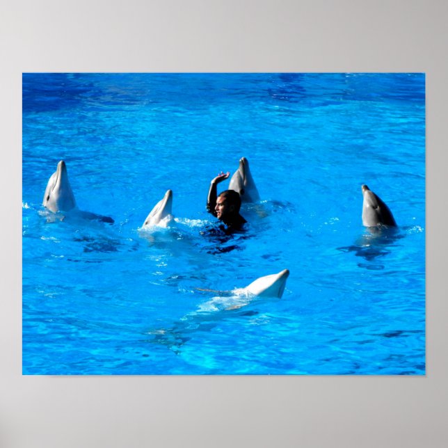 Póster Nadar con cinco delfines en España (Frente)