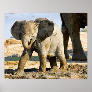 Póster Namibia, África: cría de elefante africano