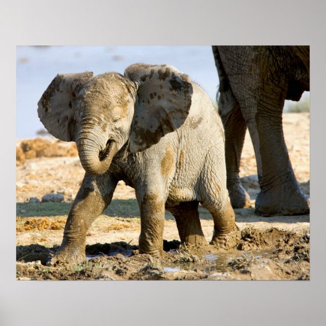 Póster Namibia, África: cría de elefante africano (Frente)