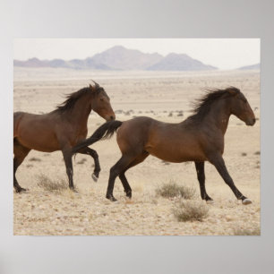 Póster Namibia, Aus. Caballos salvajes corriendo en el Na