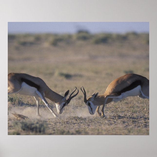 Póster Namibia, Parque Nacional Etosha, Dos hombres (Frente)