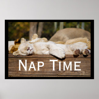 Póster Nap Time Lion Cubs Sudáfrica