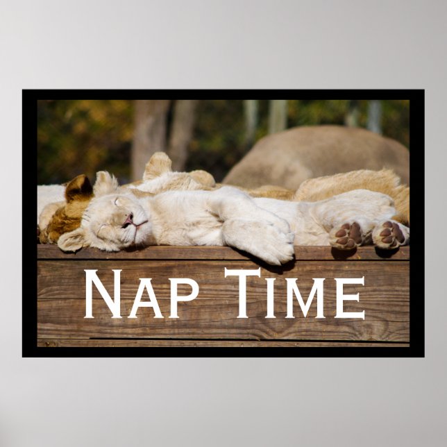 Póster Nap Time Lion Cubs Sudáfrica (Frente)