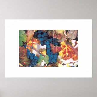 Póster Napa Valley Grape Vine, Vineyard