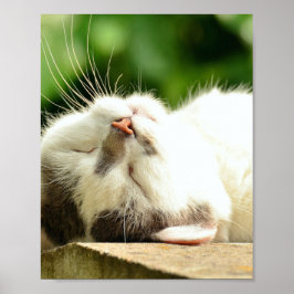 PÓSTER NAPPING KITTY