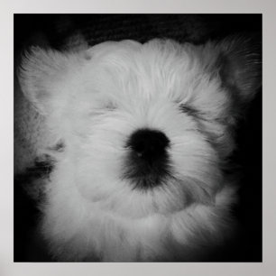 Póster Napping Maltipoo